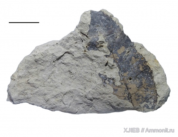 палеоген, олигоцен, Флора, кайнозой, покрытосеменные, Juglandaceae, листья, Томск, Pterocarya