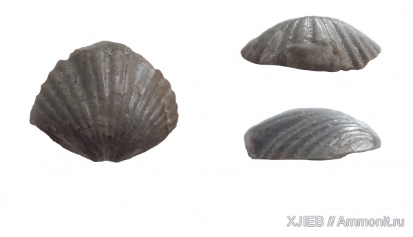 брахиоподы, силур, палеозой, Camarotoechia, Rhynchonellida, Калининградская область, camarotoechia nucula