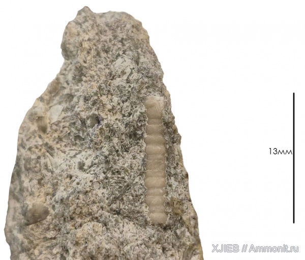 морские лилии, силур, палеозой, криноидеи, Калининградская область