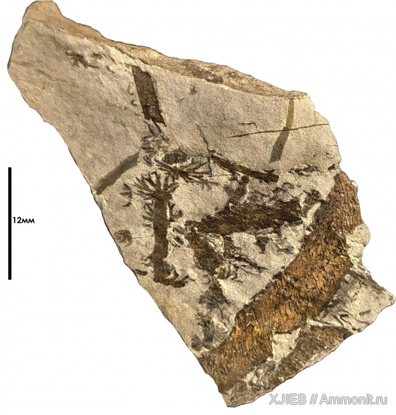 карбон, растения, палеозой, папоротники, серпуховский ярус, Томск, Chacassopteris, прапапоротники, chacassopteris concinna