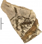 Афлебии Chacassopteris'а