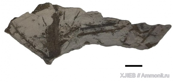 карбон, растения, палеозой, папоротники, серпуховский ярус, башкирский ярус, Томск, Chacassopteris, прапапоротники, chacassopteris concinna