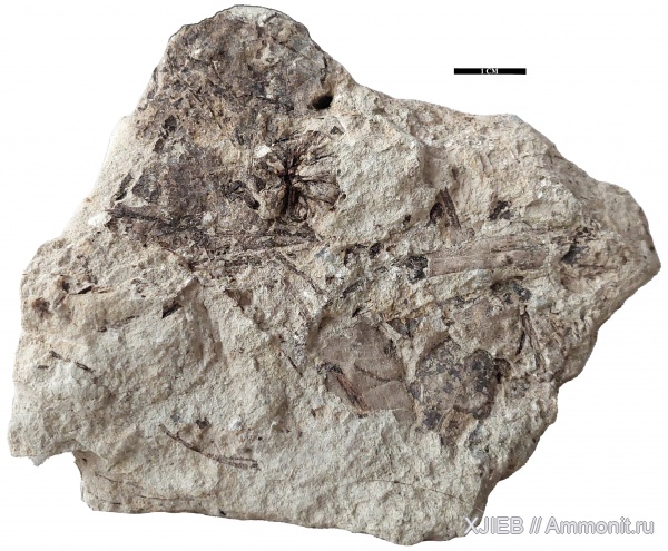 палеоген, олигоцен, Флора, кайнозой, покрытосеменные, хвойные, шишки, листья, Томск