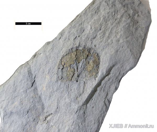 брахиоподы, карбон, палеозой, пирит, серпуховский ярус, Schuchertella, Томск, schuchertella tomskiensis