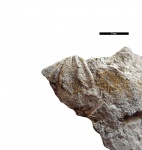 Мелкая Spiriferina octoplicata Sow.