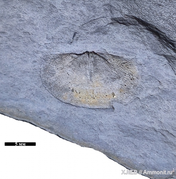 брахиоподы, карбон, палеозой, нижний карбон, серпуховский ярус, Chonetida, Томск, Riosanetes