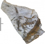 Афлебии Chacassopteris'а