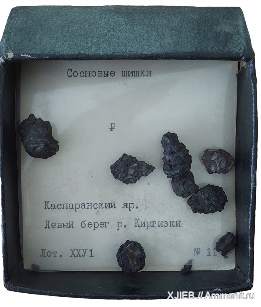 Каспаранская свита (₽₃)