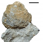 Dictyoclostus cf. semireticulatus Mart.