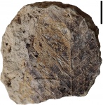 Ольха Alnus sp.