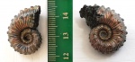 Первенец из Дубков, Kosmoceras spinosum