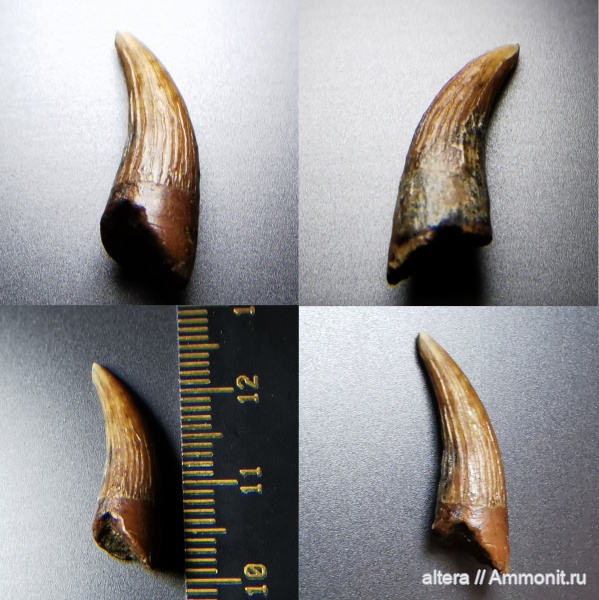 водные рептилии, Plesiosaurus, сеноман, зубы рептилий