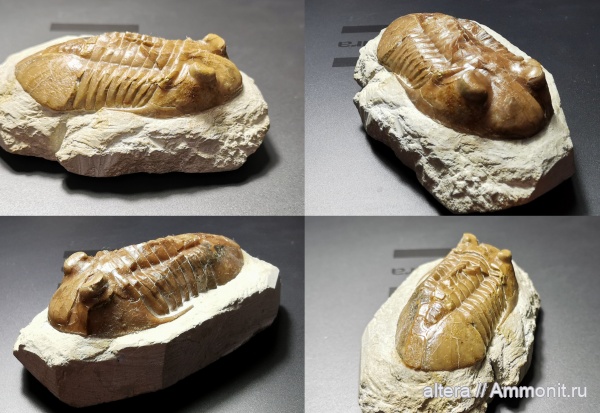 трилобиты, ордовик, Subasaphus platyurus