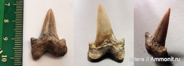 Cretalamna, Саратовская область, Карякино, Cretalamna borealis