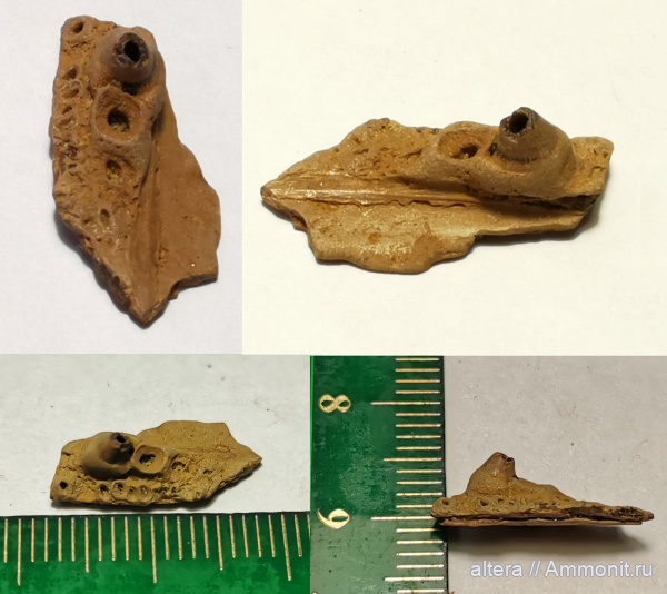 сеноман, Тамбовская область