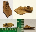 Вроде как кусочек челюсти рыбы