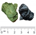 Окаменелое дерево с фрагментами молюска