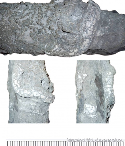 окаменевшее дерево