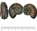 Аммонит, Cardioceras quadrarium