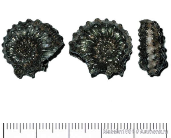 аммониты, Kosmoceras