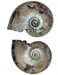 Крупный аммонит Sublunuloceras