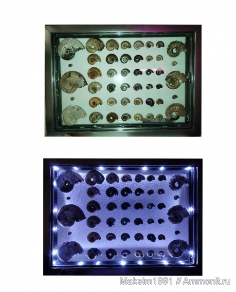 Хранение коллекции аммонитов