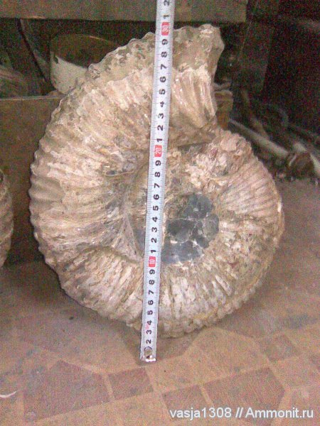 аммониты, Кабардино-Балкария, Ammonites