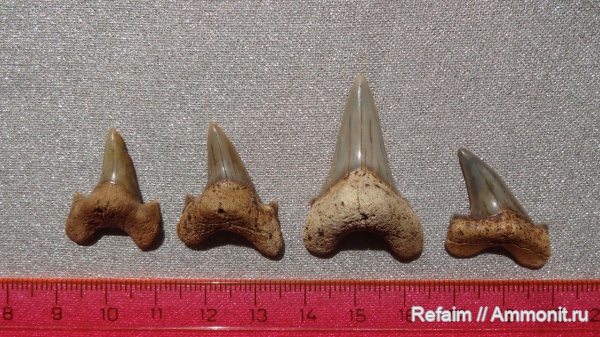 Находки из Пензенской области