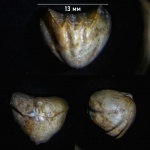 Tomestenoporhynchus rudkini
