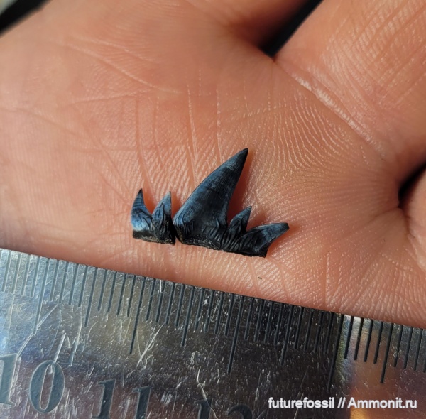 Glikmanius, Ctenacanthiformes