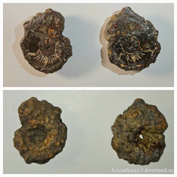 наутилусы, Catastroboceras