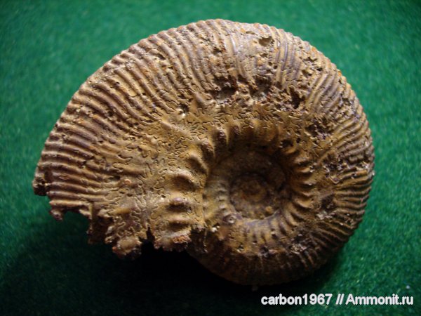 аммониты, моллюски, юра, Kosmoceras, головоногие моллюски, Ammonites, Jurassic