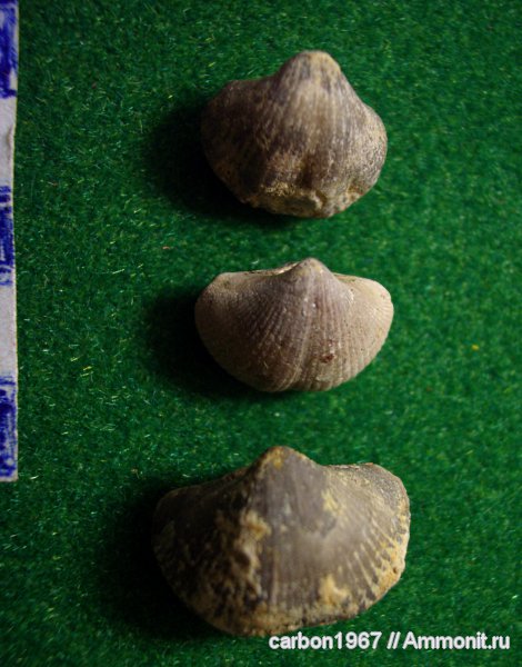 брахиоподы, девон, Devonian, беспозвоночные, Spiriferida, Theodossia katavensis, Tehodossia