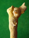 Юнная брахиопода Chonetinella uralica на мшанке Tabulipora maсulosa