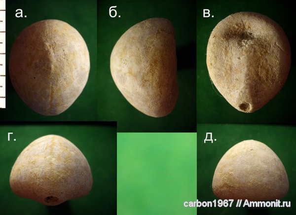 морские ежи, мел, Echinocorys, Cretaceous