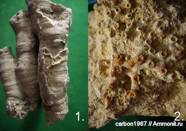 девон, карбон, кораллы, Devonian, Aulopora, обрастание, Auloporida, Epizoans