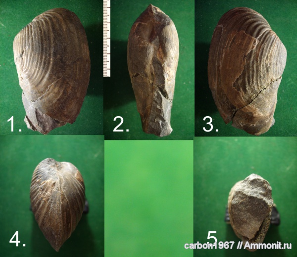 моллюски, мел, двустворчатые моллюски, Cretaceous