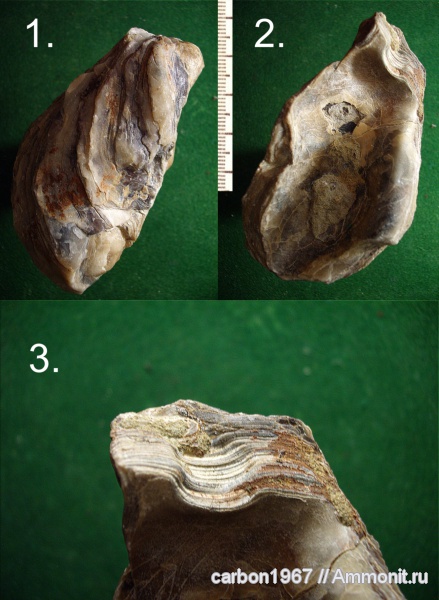 мел, двустворчатые моллюски, устрицы, Ostrea, Cretaceous