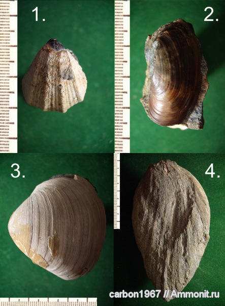 моллюски, мел, двустворчатые моллюски, Cretaceous