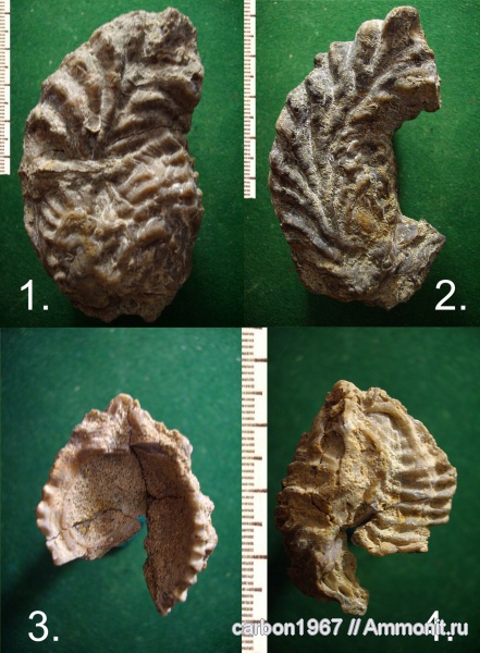 мел, двустворчатые моллюски, Lopha, устрицы, Cretaceous