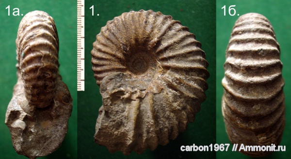 аммониты, мел, Ammonites, Parahoplites, Cretaceous