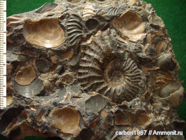 моллюски, мел, Cretaceous