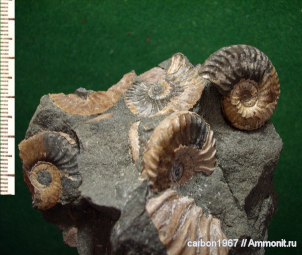аммониты, мел, Deshayesites, Ammonites, Cretaceous