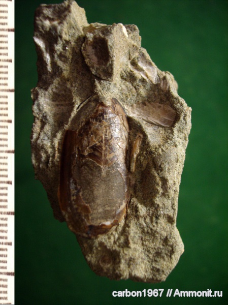 брахиоподы, мел, Lingula, Cretaceous