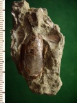 Меловая брахиопода Lingula sp.