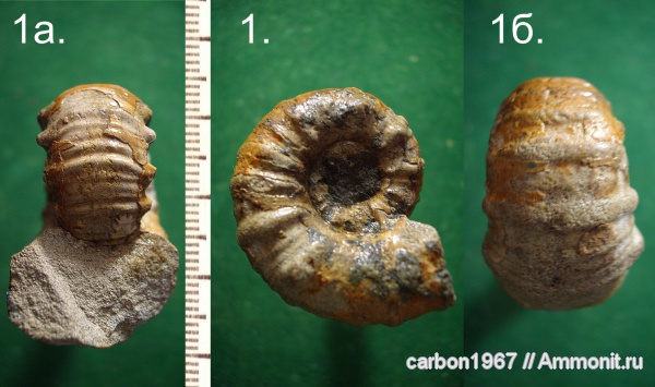 аммониты, мел, Epicheloniceras, Ammonites, Cretaceous
