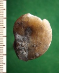 Аммонит Euphylloceras sp.