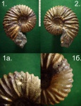 Аммонит Parahoplites sp. с сохранившемся устьем.