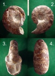 Меловой наутилус Cymatoceras neckerianum.