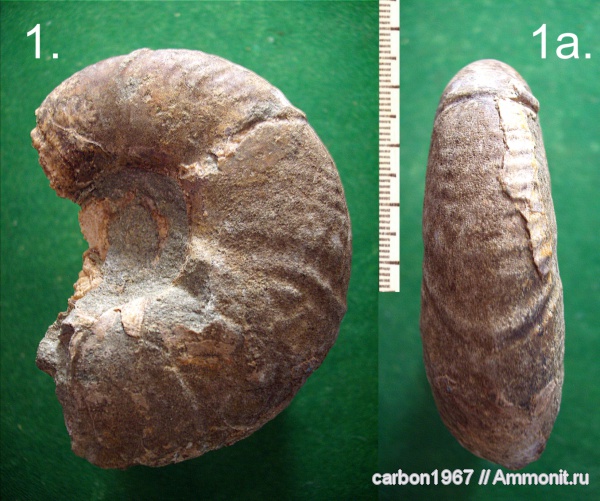 аммониты, мел, Ammonites, Zuercherella, Desmoceratidae, Cretaceous
